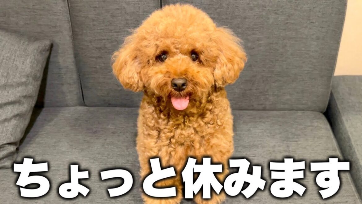 暴れすぎた代償が出たので、少しの間お休みさせて下さい。【トイプードル】