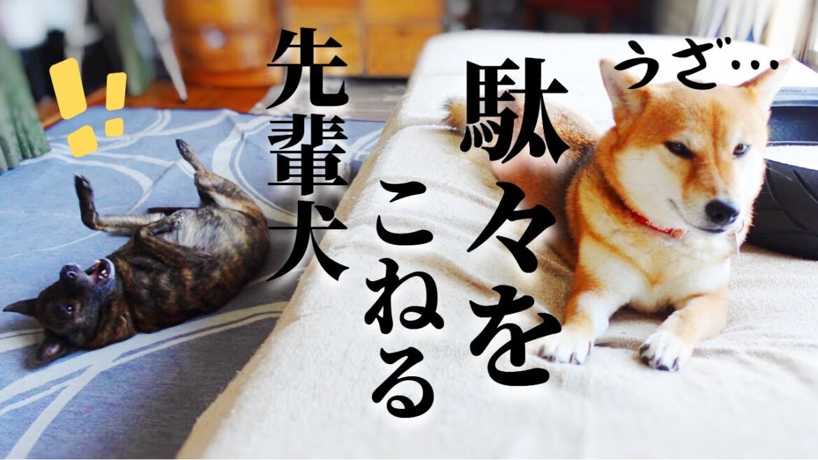 後輩犬にかまってもらえず駄々をこねる先輩犬【甲斐犬・柴犬】