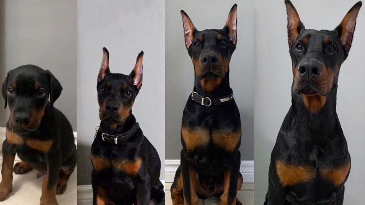 Why Dobermans Have Their Ears Cut Off ! #shorts