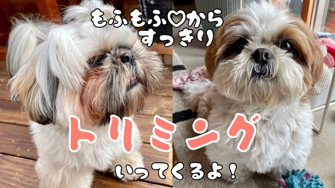[シーズー多頭飼い]トリミングの日。ひまちゃんイメチェン？