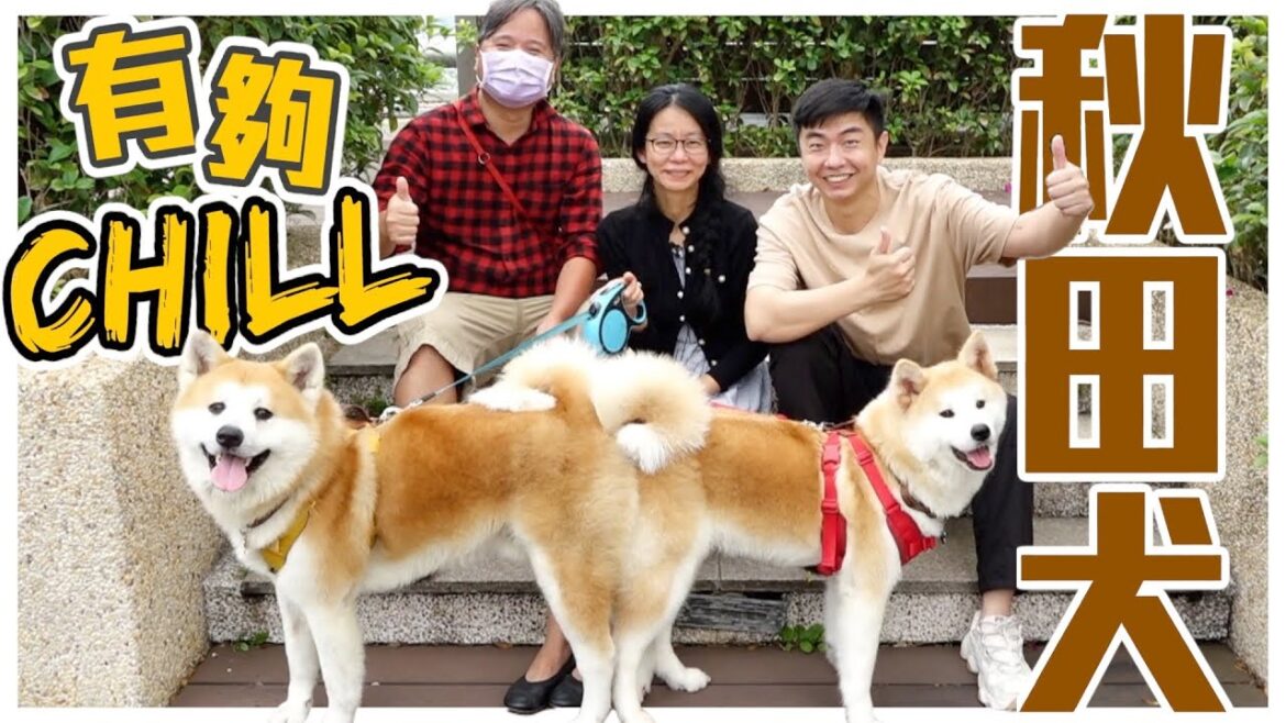 【犬の系列】誰能比牠Chill!!日本國寶 #秋田犬，忠心強壯又勇敢的山獵犬，天然防水腳掌暗藏功能！AKITA｜@user-sh1cx8us5g