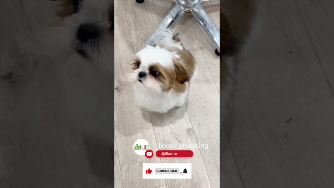 Shih Tzu that attracts trimmers | トリマーを魅了するシーズー