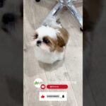 Shih Tzu that attracts trimmers | トリマーを魅了するシーズー