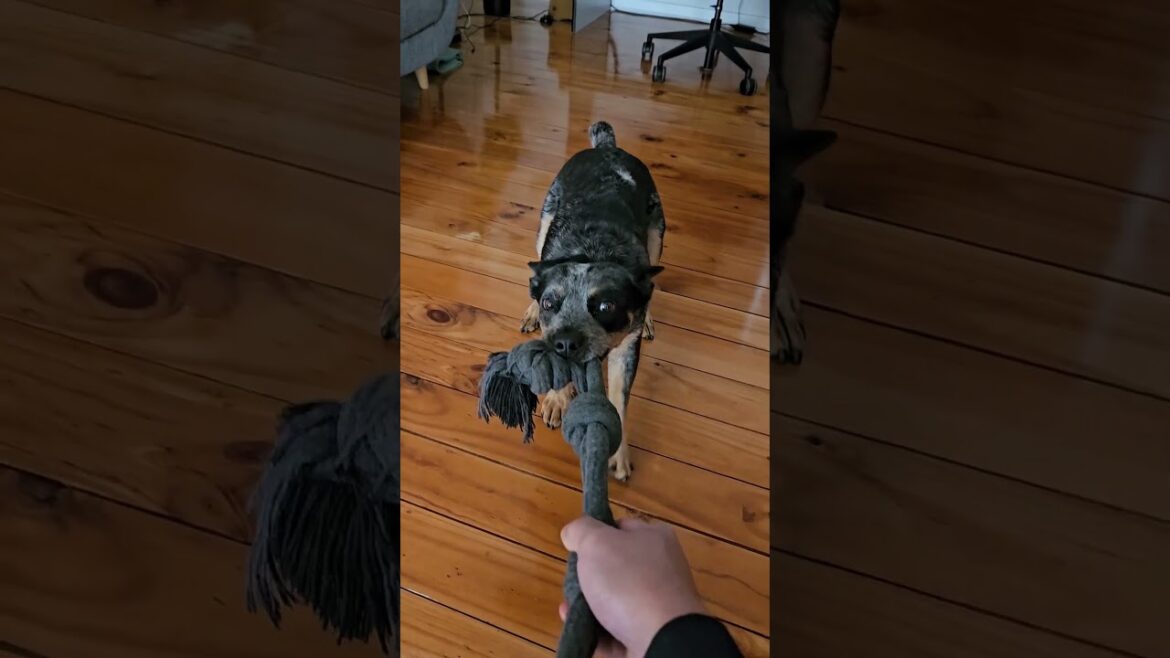 Blue Heeler Dog Likes To Play Tug