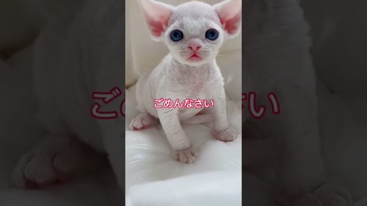 未知との遭遇？　 #子猫  #猫 #ねこ