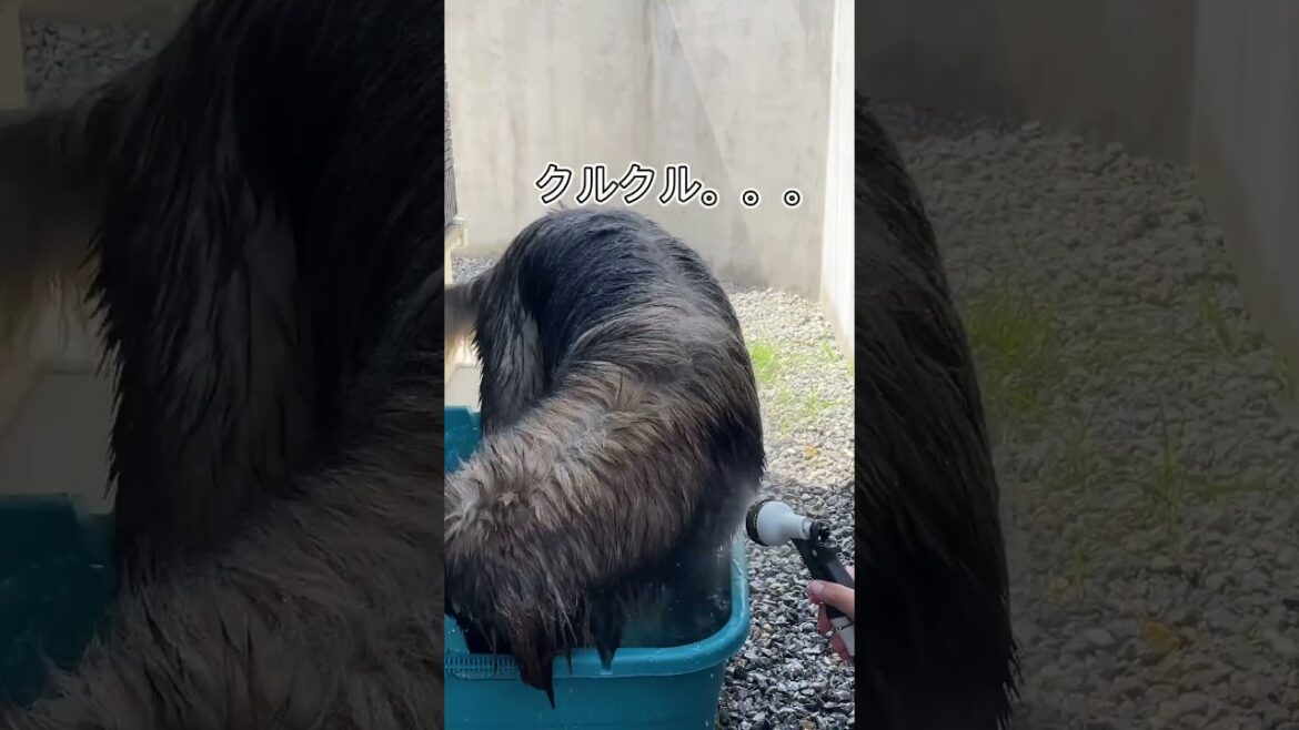 【超大型犬】　ショート 水に浸かれない　Leonberger　レオンベルガー　＃Shorts