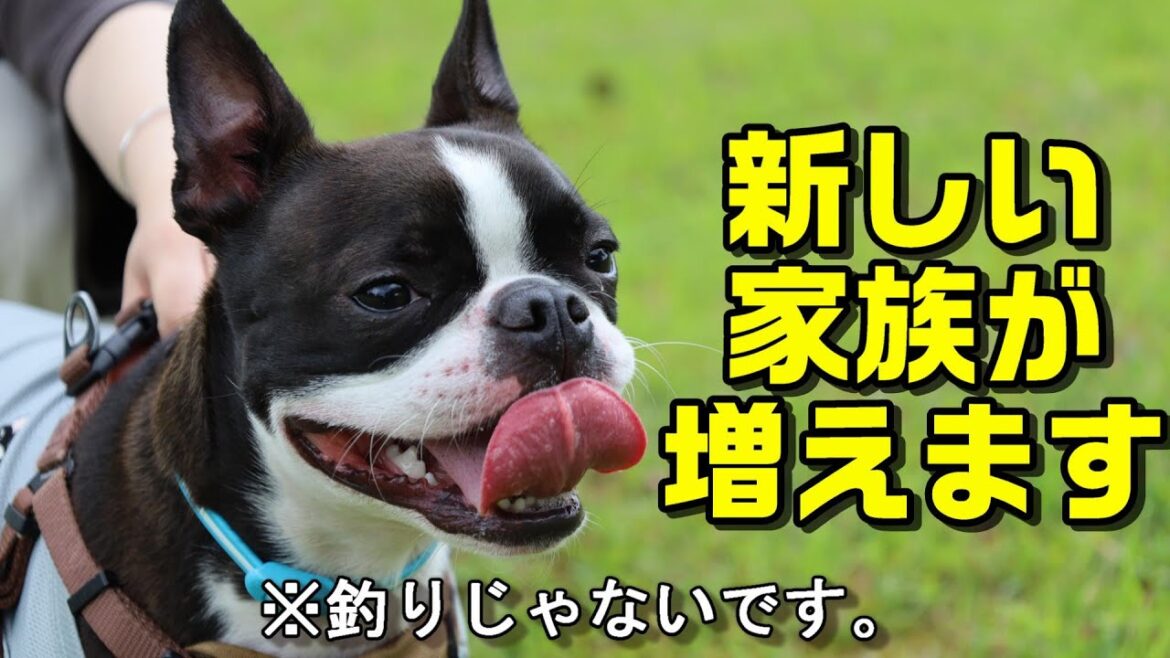 【重大発表】ライに兄弟ができます。