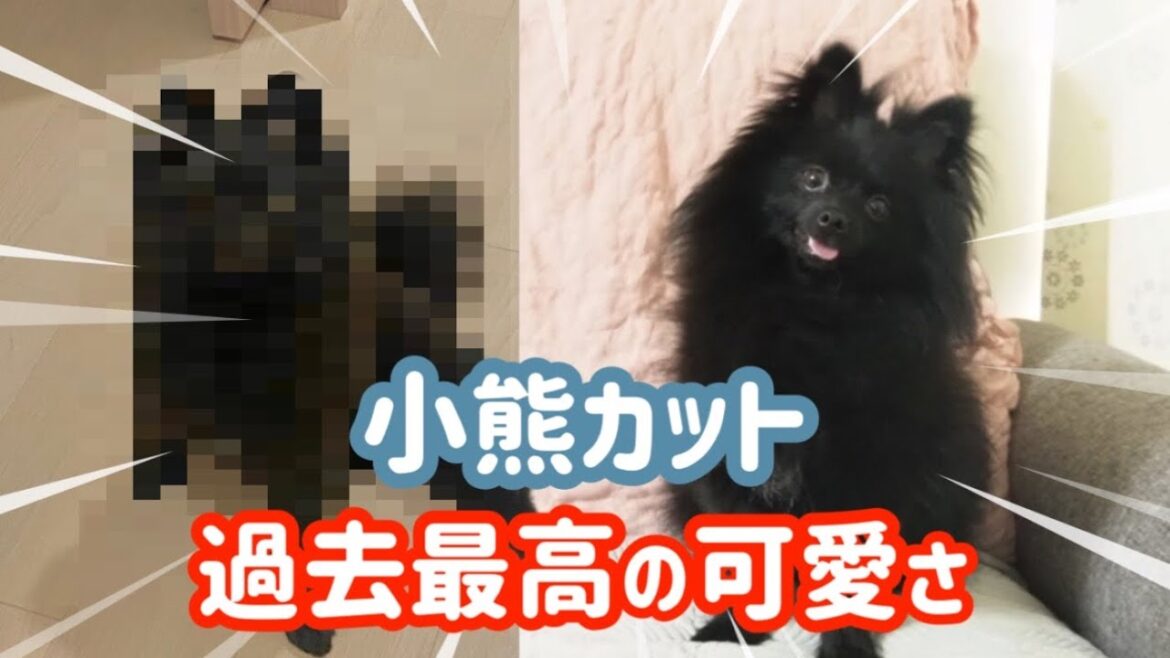 ポメラニアンの最高に可愛いカットがこちら