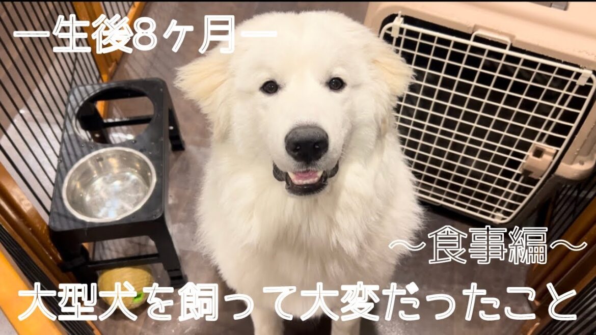 【生後8ヶ月】超大型犬のグレートピレニーズの赤ちゃんを迎えて大変だった事〜お食事編〜