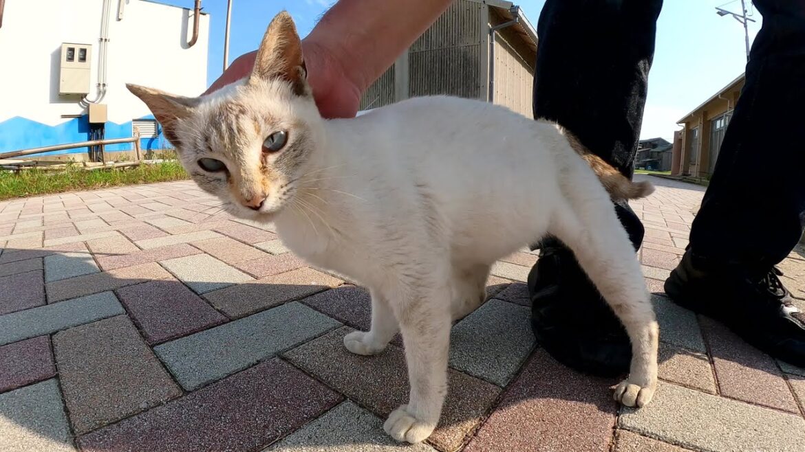 甘えん坊のシャム猫が「帰らないで!」と私のあとを追いかけてきた 甘えん坊のシャム猫が「帰らないで!」と私のあとを追いかけてきた