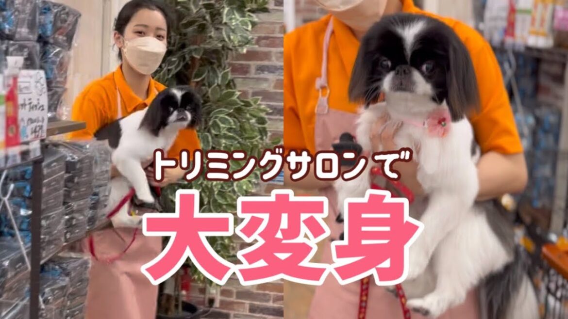 思わず笑みがこぼれる❤️可愛さ120%狆のボブカット