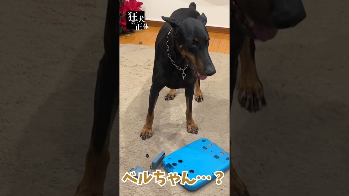 【現行犯】この後パパに助けを求めるドーベルマン