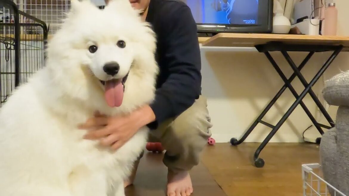 やっぱり最後は甘えたいサモエド子犬でしたｗ