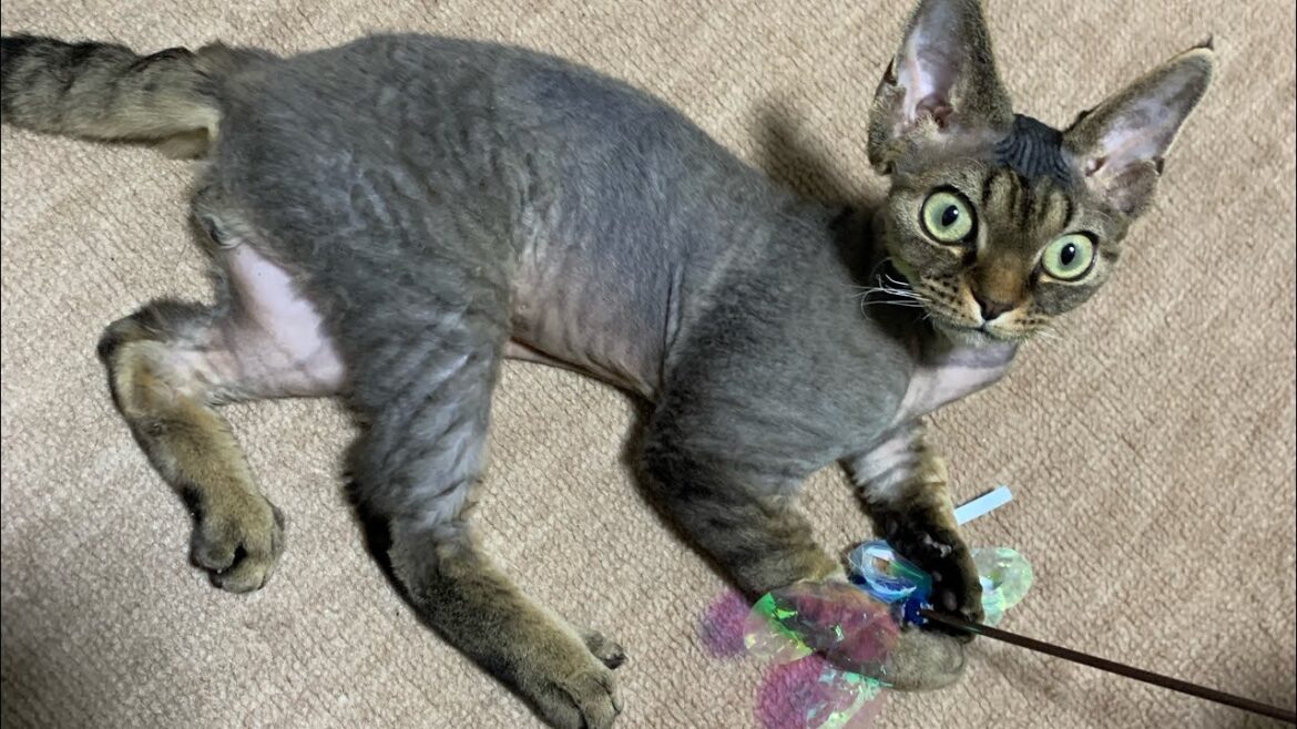 デボンレックス子猫の写真集(A collection of Devon Rex kitten photos)