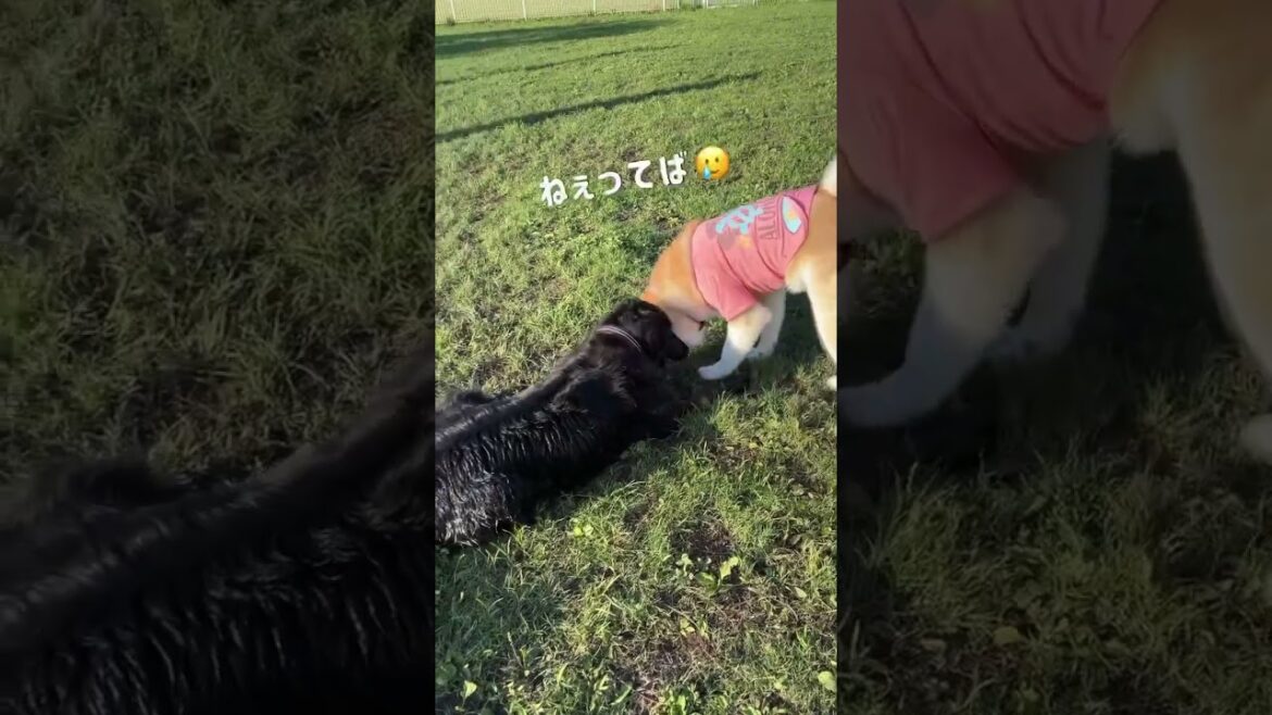 【秋田犬／フラット】🥎ちょーだい🥹2023年6月16日