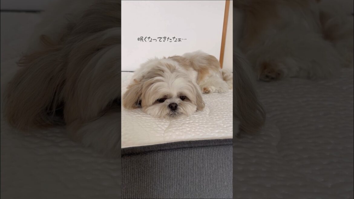 【シーズー犬】極上マットレスを置いた時の反応がこちら #シーズー #はに丸 #NELL #NELLマットレス #pr 【シーズー犬】極上マットレスを置いた時の反応がこちら #シーズー #はに丸 #NELL #NELLマットレス #pr