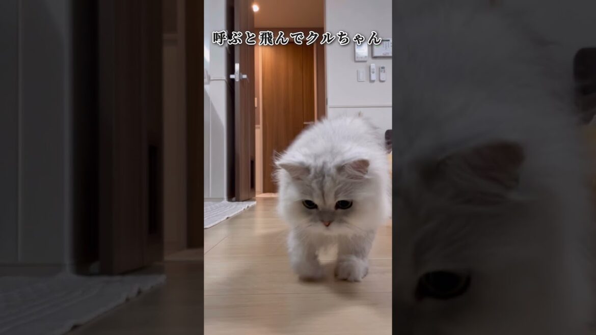 【猫動画】呼ぶと飛んでクルちゃんPART⑤ #ペルシャ #ステクル #short