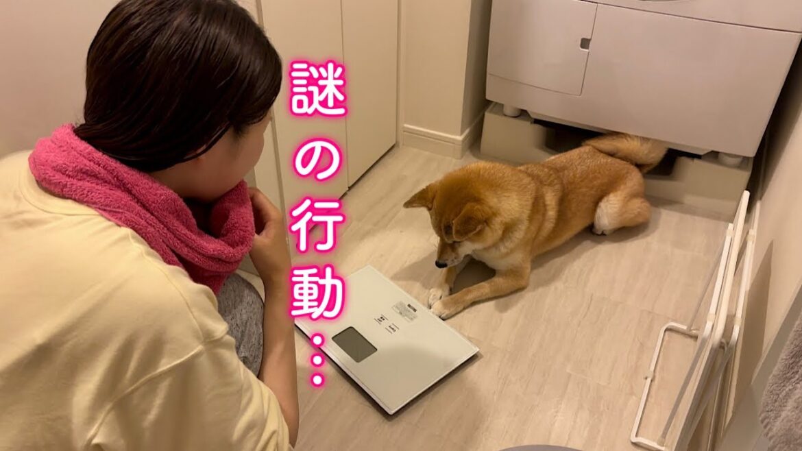 深夜に不可解な行動をしてお風呂場から離れなくなってしまった柴犬