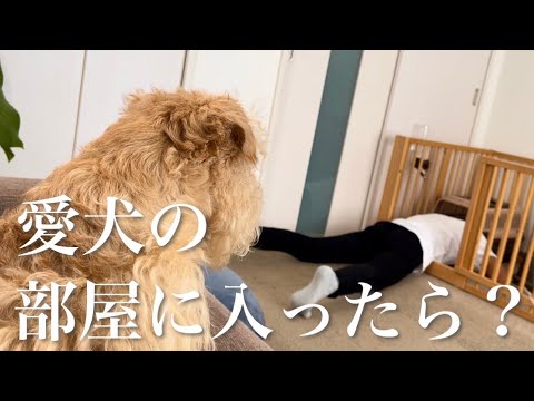 【愛犬にドッキリ】愛犬の部屋に突然、僕が入ったら愛犬の反応は?レークランドテリア(lakeland terrier) 【愛犬にドッキリ】愛犬の部屋に突然、僕が入ったら愛犬の反応は?レークランドテリア(lakeland terrier)