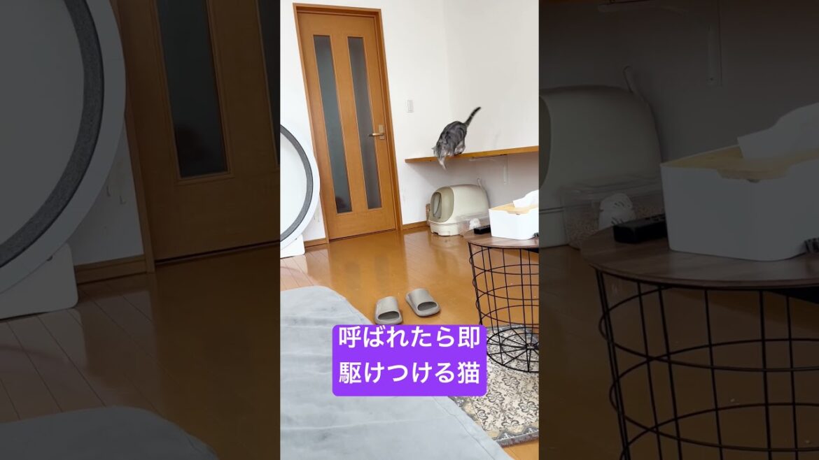 呼ばれたら即駆けつけるアメリカンショートヘアのあいちゃん #shorts