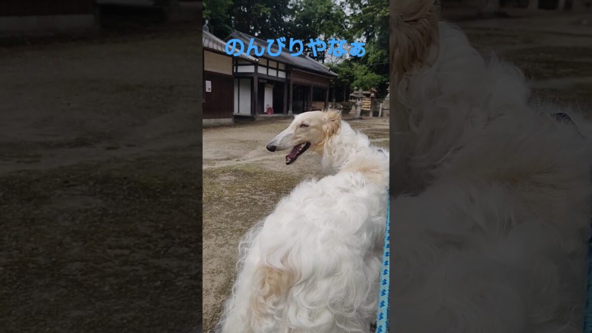 のんびりとお参りボルゾイ🐶🎵😄 Leisurely visit Borzoi のんびりとお参りボルゾイ🐶🎵😄 Leisurely visit Borzoi