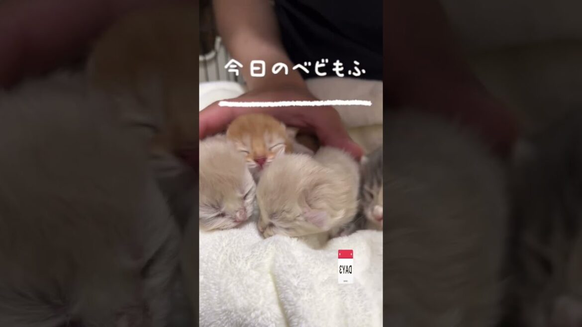 【今日もふ】キンカロー子猫♡DAY3【2022年11月10日】