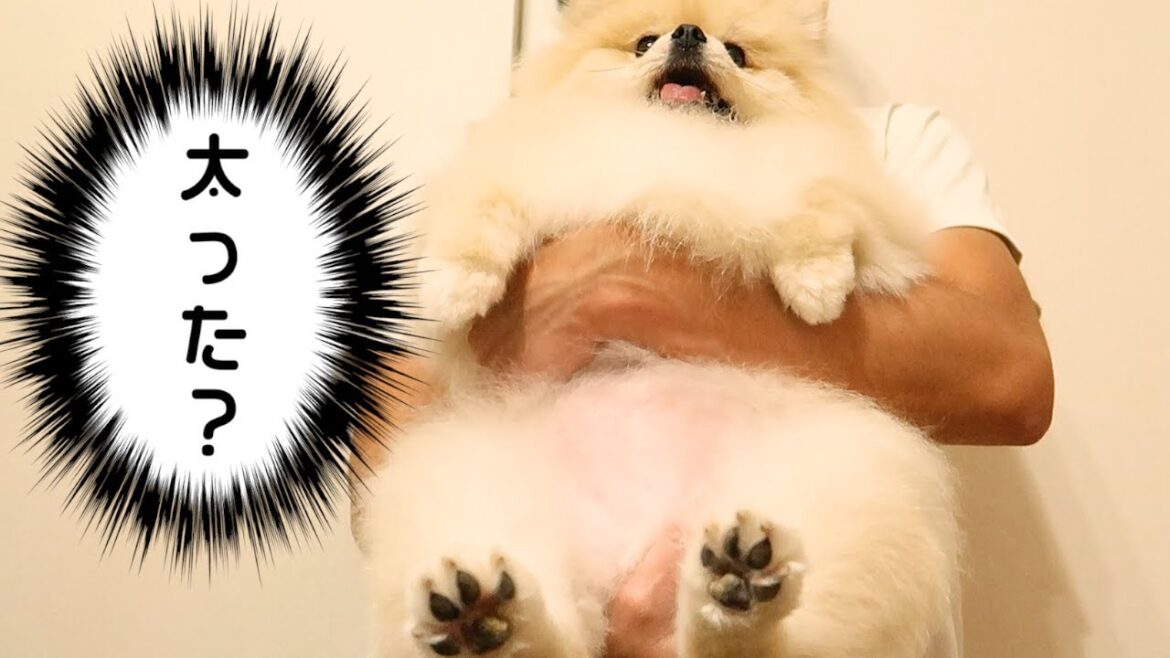太った？毎月恒例の体重測定【ポメラニアン犬モチ】