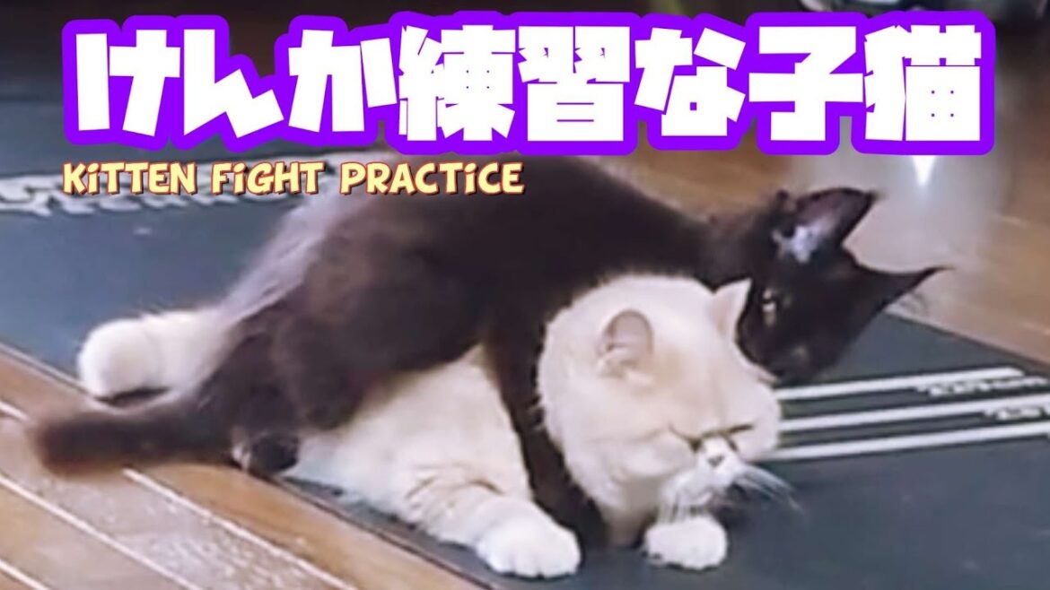 子猫様の喧嘩練習に付き合う先住猫様Practice fighting between a kitten and a resident cat