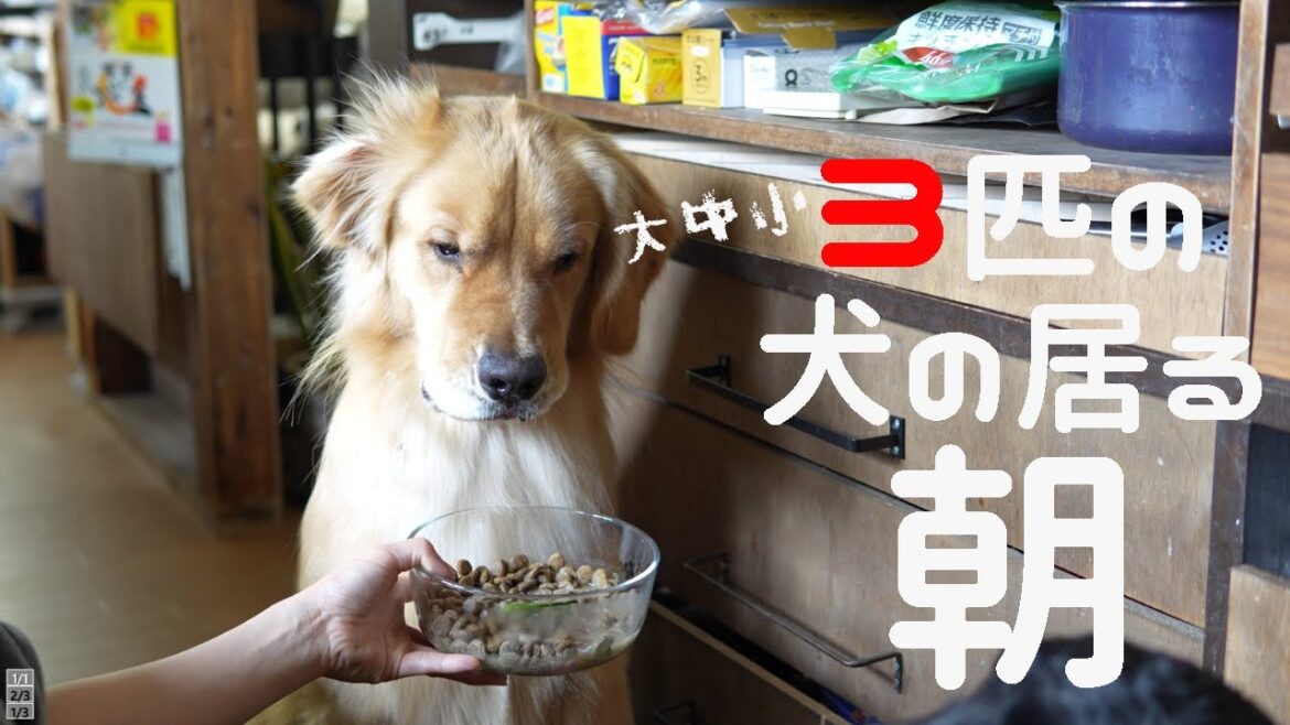 何かと笑わせてくれるゴールデンレトリバーのいる朝ルーティン 何かと笑わせてくれるゴールデンレトリバーのいる朝ルーティン