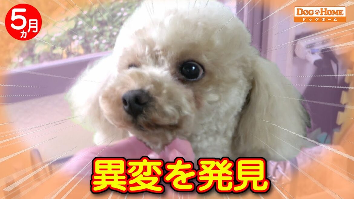 ５ヶ月ぶりのトリミング-4　爪が内側に！？　　お顔のカット：今後を見据えたカット　犬の事を考える【トイプードルのプアロくんのカット編】　୨୧∵トリミング サロン DOG HOME ドッグホーム∵୨୧