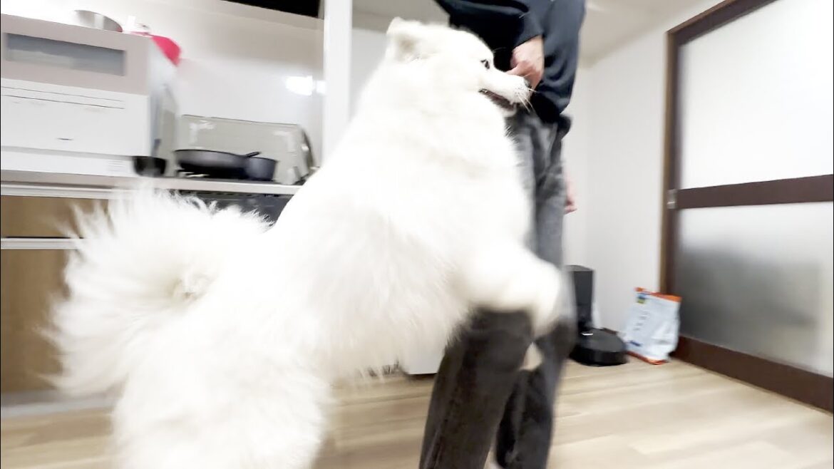 大好きなパパの帰宅に大興奮する姿が可愛すぎる犬…【サモエド】