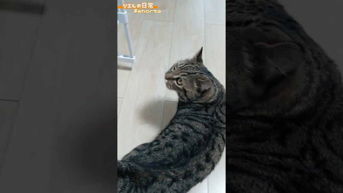 飼い主をどうにかして遊び場へ誘導したい猫　#Shorts
