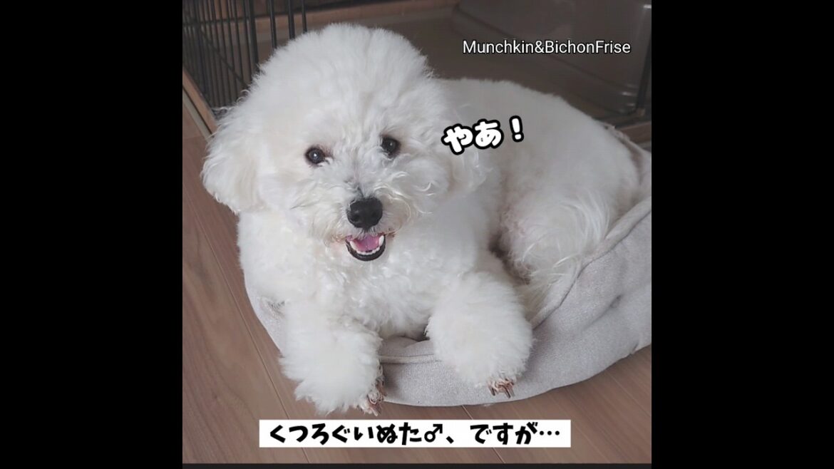 【ビションフリーゼ】ちょっと太りすぎてベッドからはみ出しちゃったわんこ 【犬と猫、両方飼ってると毎日かわいい♥】