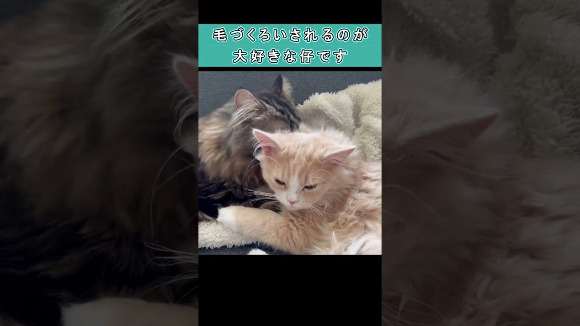毛づくろいの中断を許さない猫　#shorts　#ラガマフィン