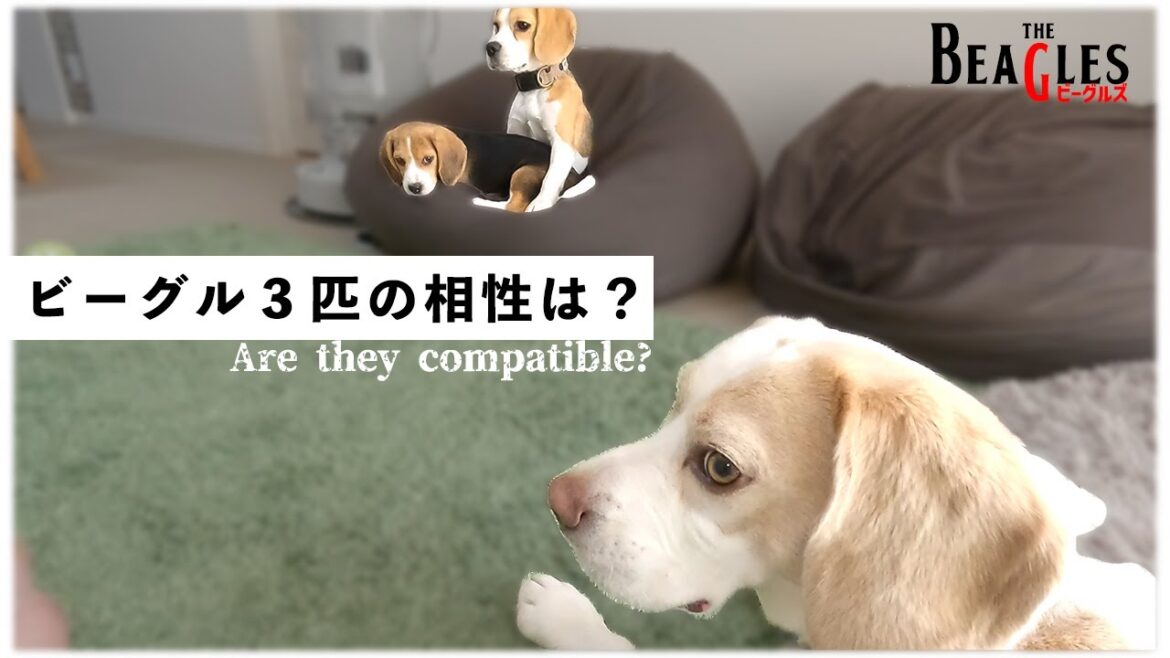 【ビーグル多頭飼い】３匹の相性は？
