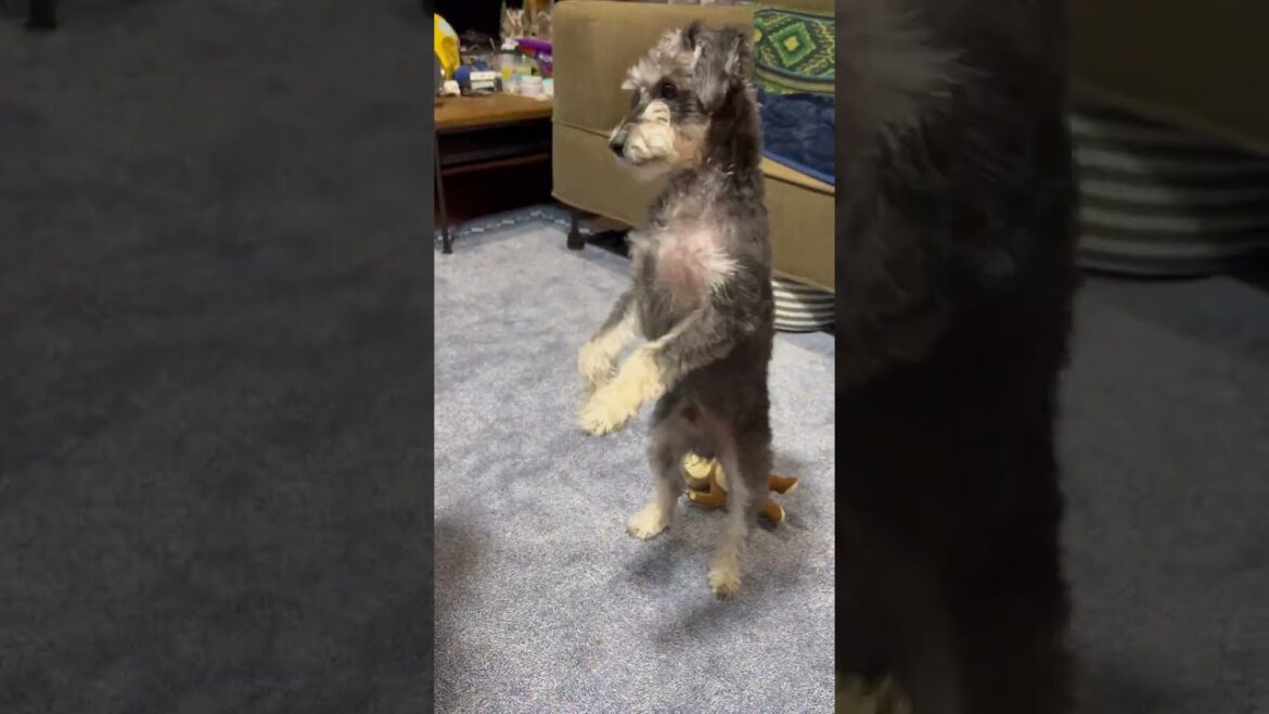 コレはいい！😁セリアのフードスタンド🐶【シュナプーぺぺ】