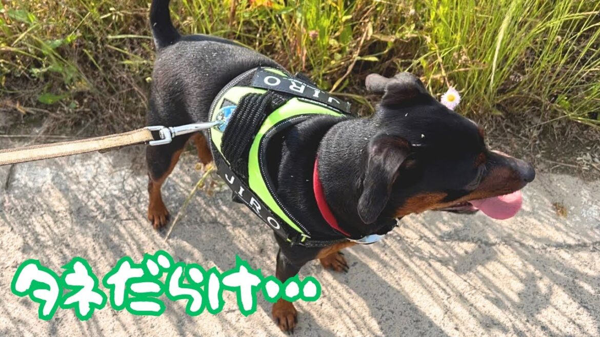 青森もだいぶ暑くなってきました【ミニピン】【イタグレ】