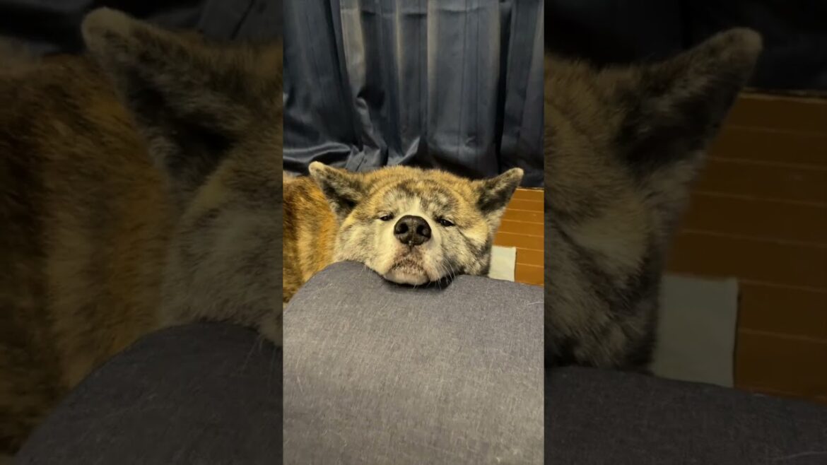 凛々しいイメージの秋田犬も家ではただの癒し系【大型犬】【akita dog】#shorts