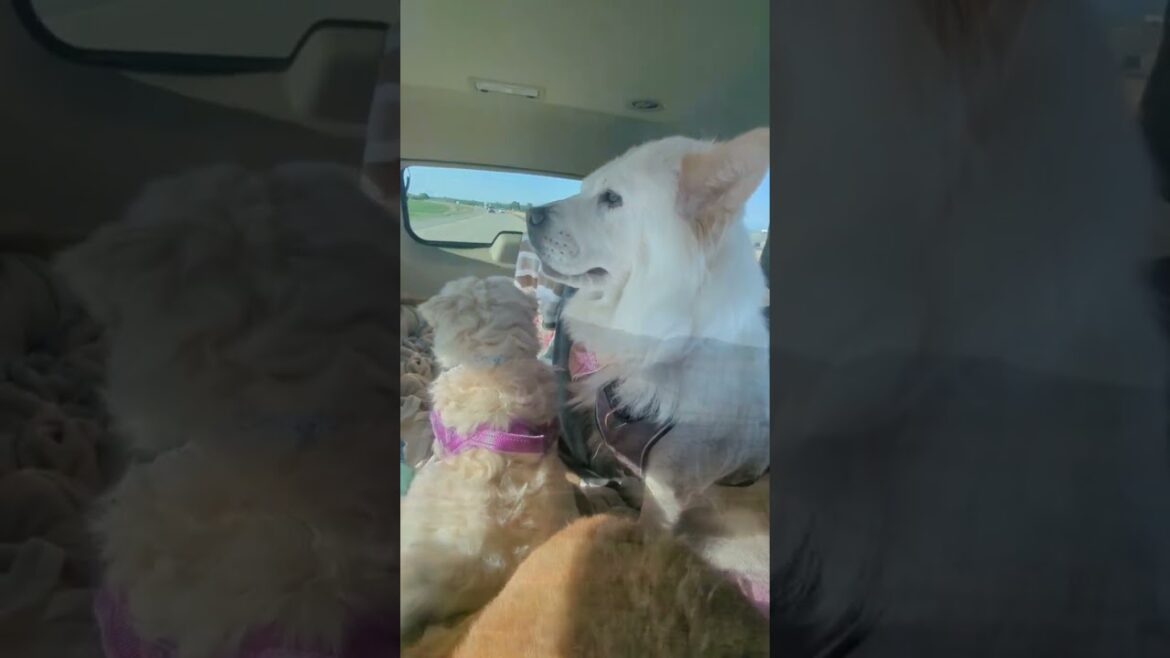 Road Trip🚗 #chowchow #australiancattledog #roadtrip #puppy