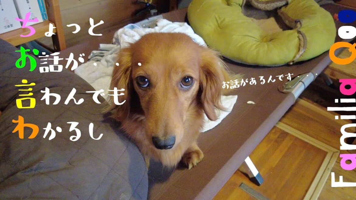 「ちょっとお話が・・・」「言わんでもわかるし」【ミニチュアダックス犬】