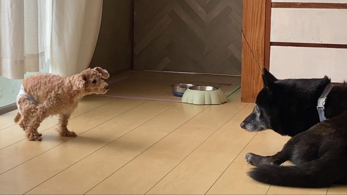 トイプードルと仲良く出来るのか！？甲斐犬