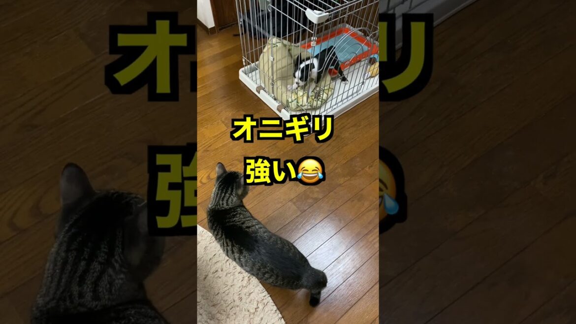 猫とボストンテリアが初めて会った瞬間…