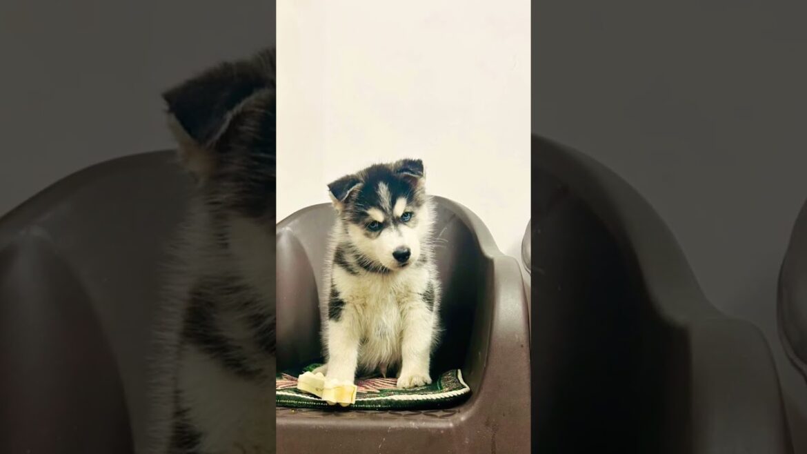 Husky After 56 Days #husky #dog #shorts