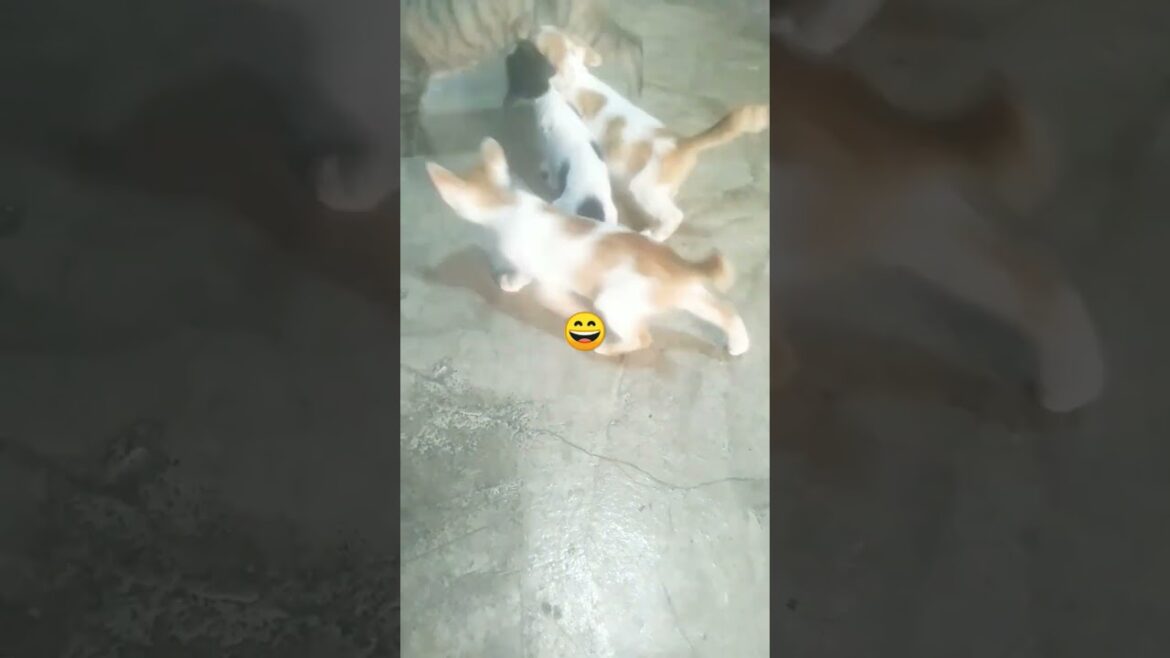 Cute cat is breastfeeding #shorts #cat #catlover #kitten #babycat