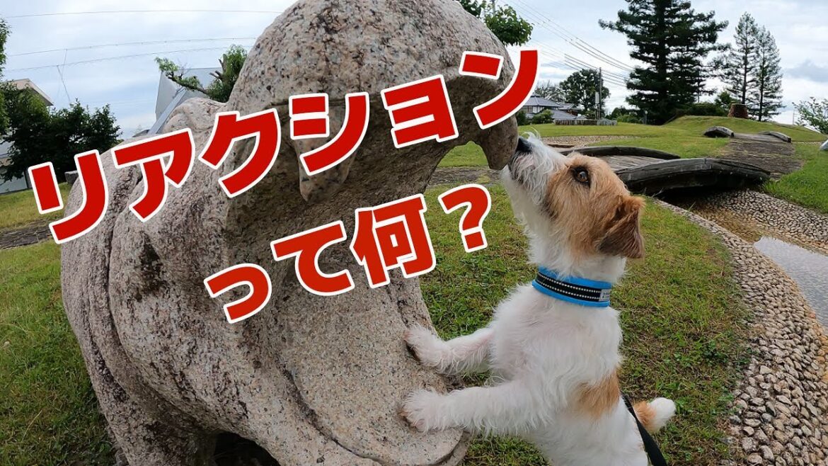 【ジャックラッセルテリア】リアクションよりもやりたいことがあった犬