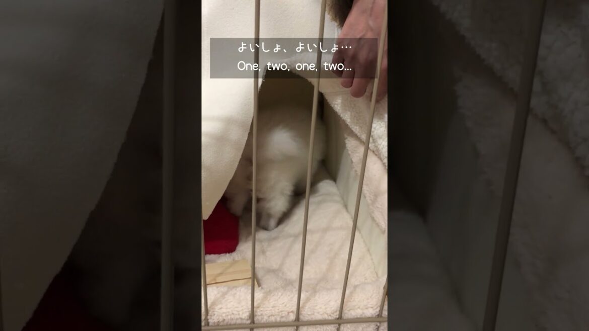 日本スピッツが我が家にやってきた　#shorts #japanesespitz #dod #puppy