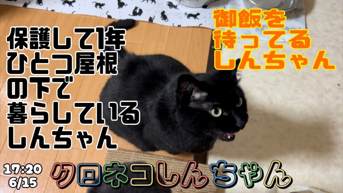 ひとつ屋根の下に暮らす様になって1年と1ヶ月と2日が経ちました〜保護して1年 17:20 6/15