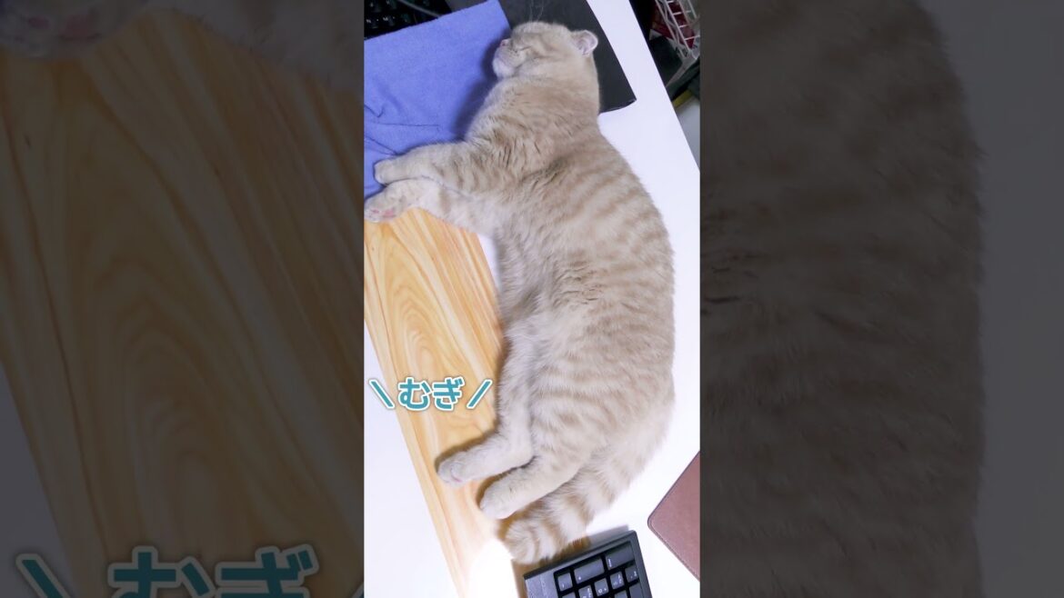 熟睡してる子猫の名前を呼んでみたら【スコティッシュフォールド】#shorts #かわいい #子猫
