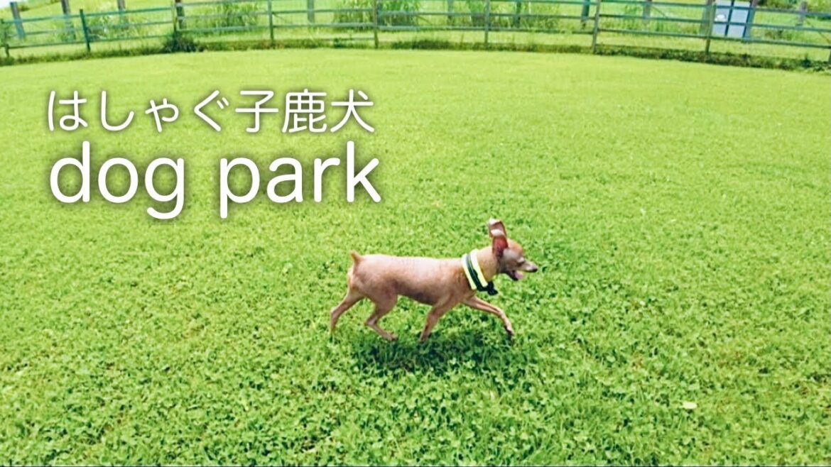 愛犬と絶対また行きたいドッグランが神すぎた！奈良天理【ミニピン】