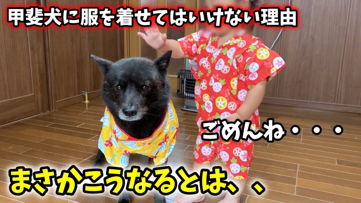 愛犬と娘に夏服着せたらこうなった・・・【甲斐犬一休と猫のしずくと僕のチャンネル】